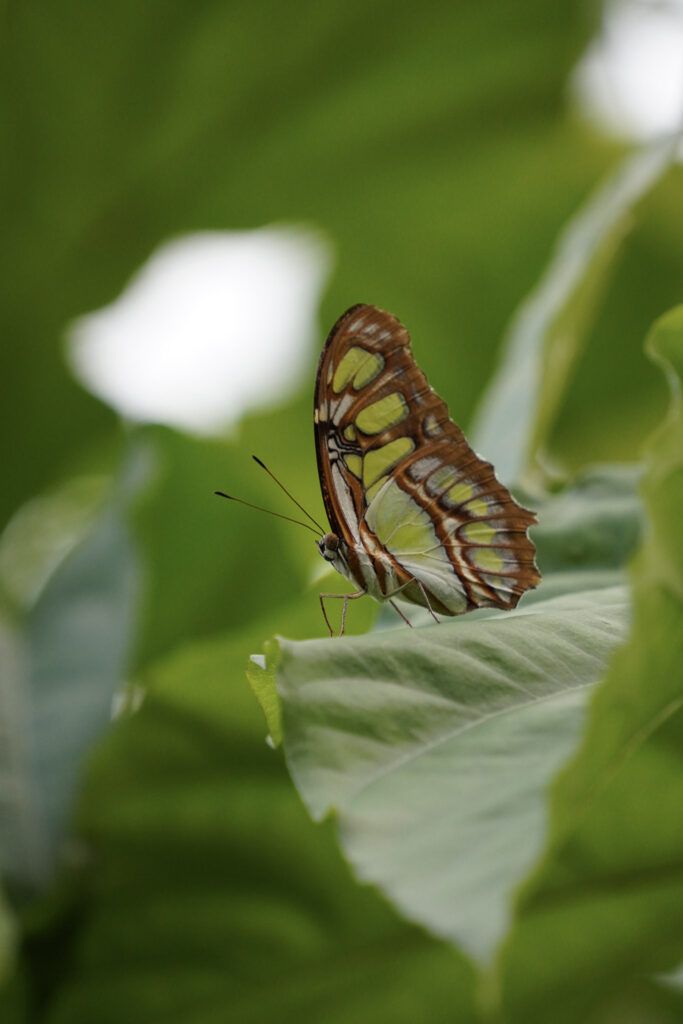 Burgers' Zoo Burgers' Zoo