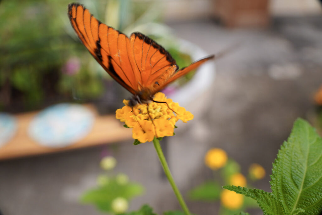 Eifalia Schmetterlingsgarten