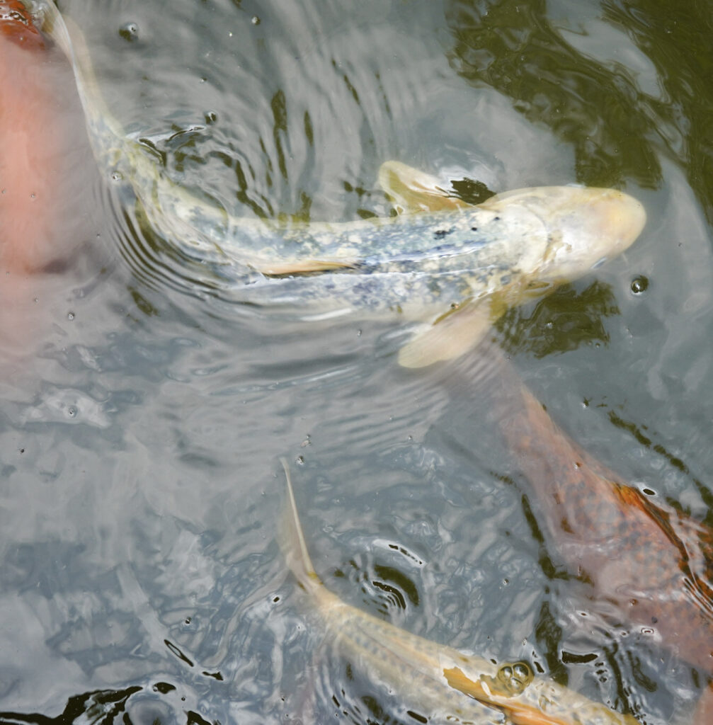 El Mundo Fantasia - Mondo Verde