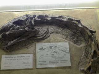 Naturkundemuseum Berlin