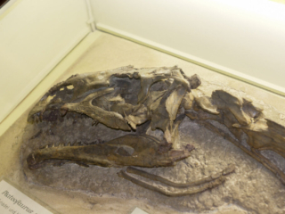 Naturkundemuseum Berlin
