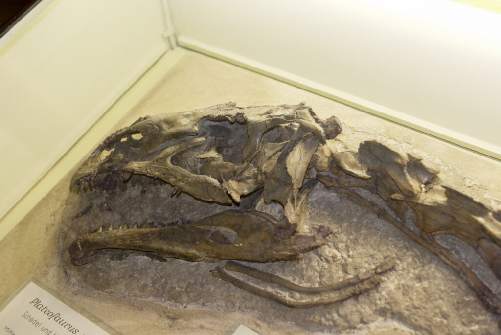 Naturkundemuseum Berlin