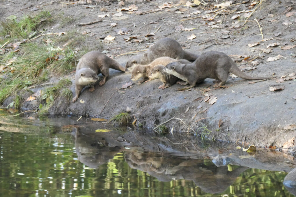 Center Parcs De Kempervennen