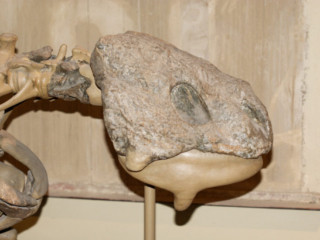 Naturkundemuseum Berlin
