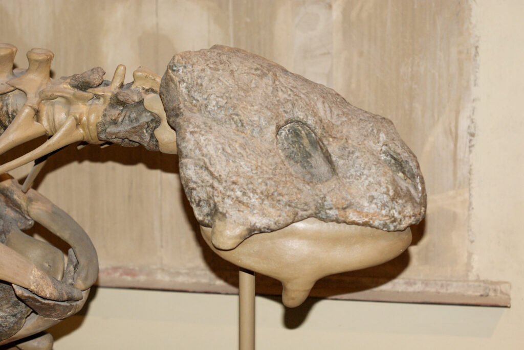 Naturkundemuseum Berlin