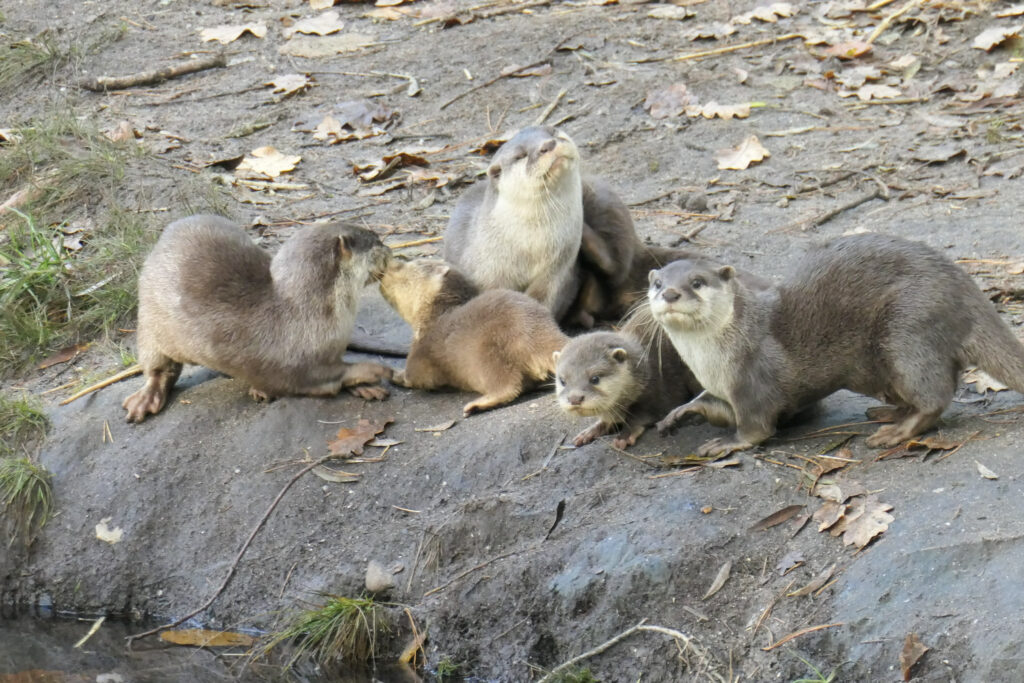 Center Parcs De Kempervennen