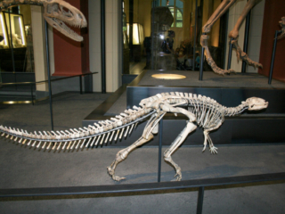 Naturkundemuseum Berlin