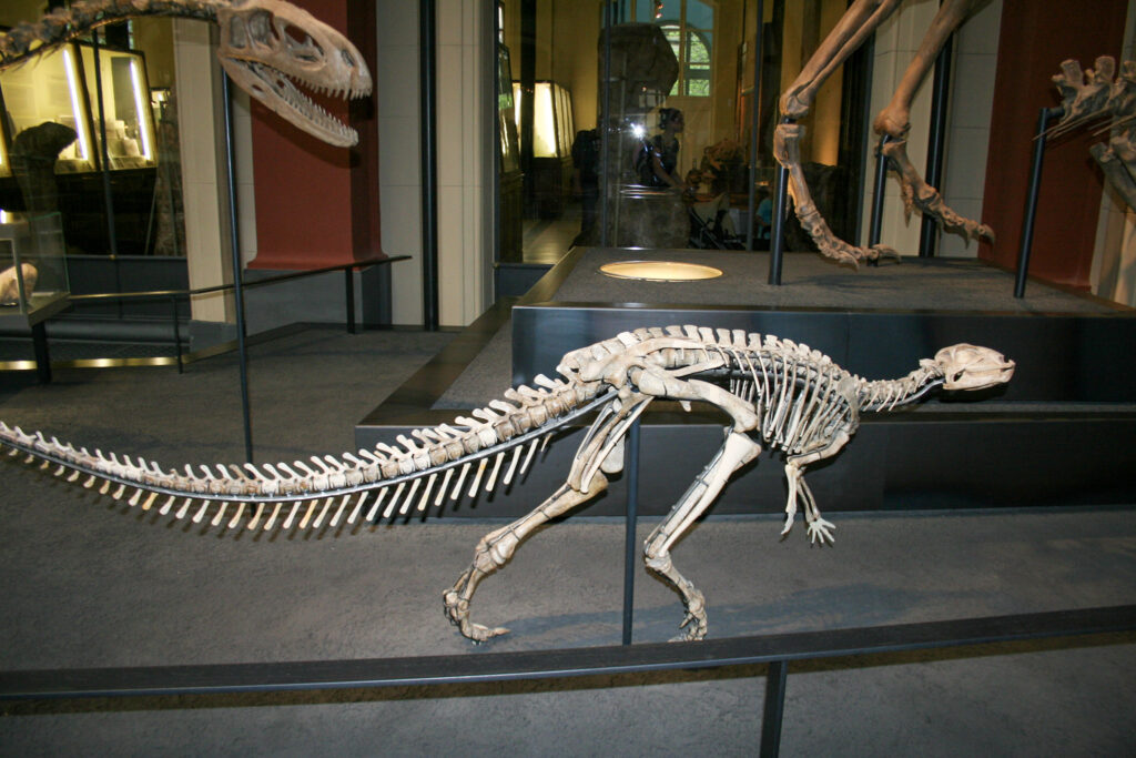 Naturkundemuseum Berlin