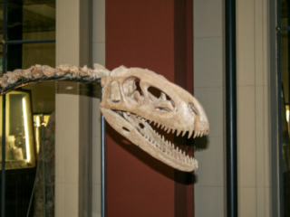 Naturkundemuseum Berlin