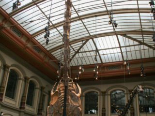 Naturkundemuseum Berlin
