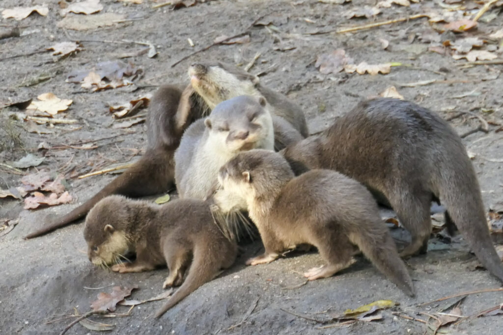 Center Parcs De Kempervennen