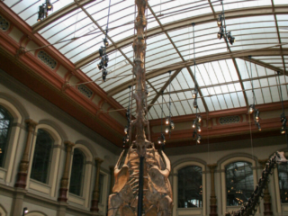 Naturkundemuseum Berlin
