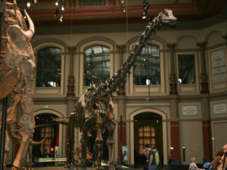 Naturkundemuseum Berlin