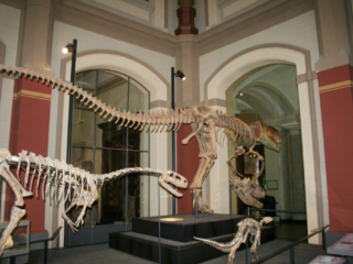 Naturkundemuseum Berlin