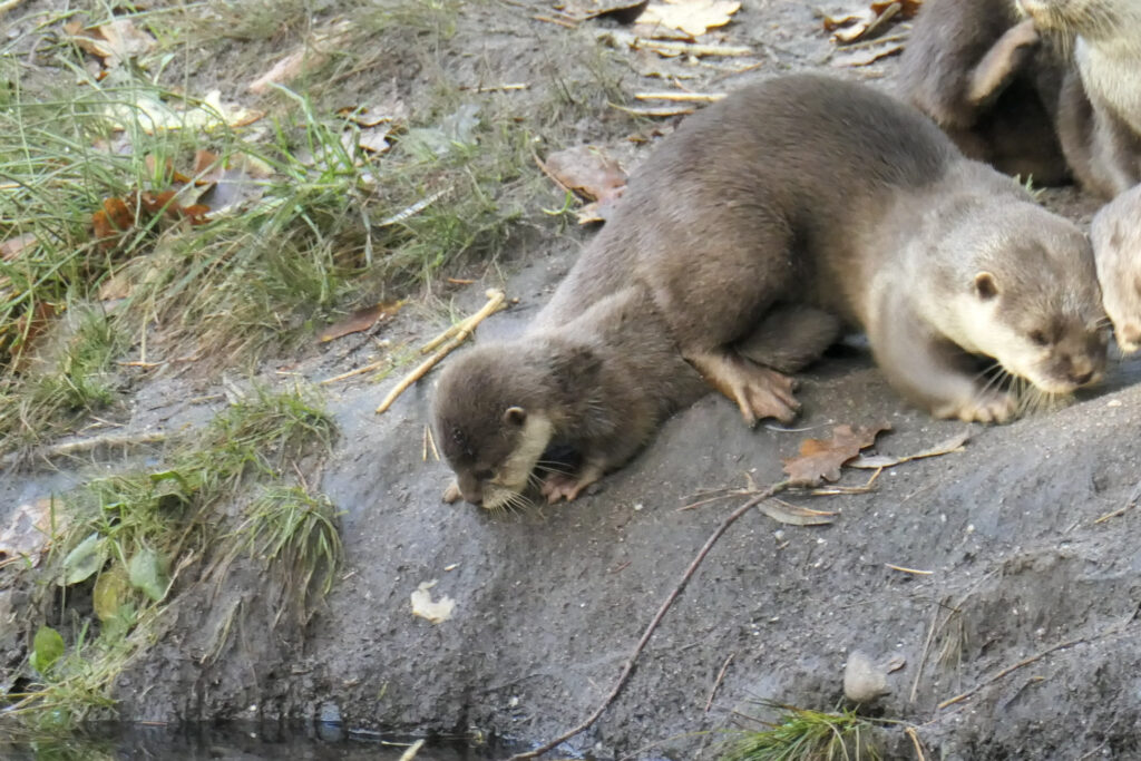 Center Parcs De Kempervennen
