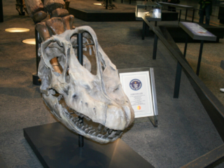 Naturkundemuseum Berlin