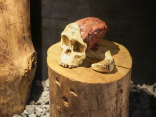 Berkenhof 's Tropical Zoo