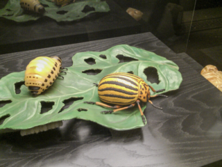 Naturkundemuseum Berlin