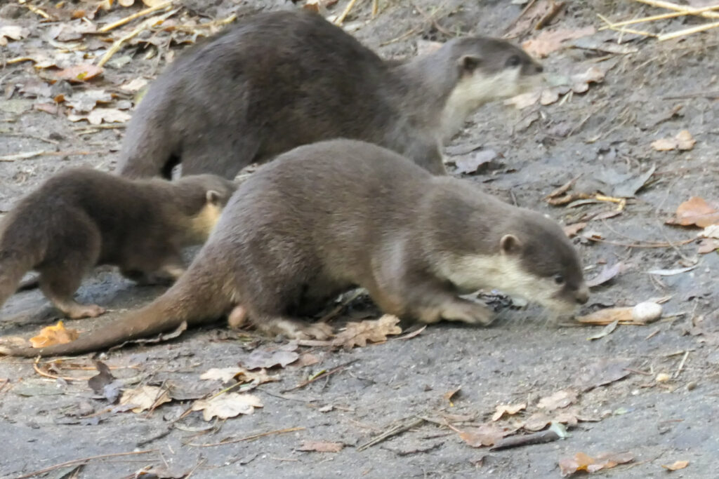 Center Parcs De Kempervennen