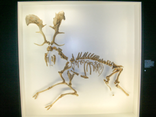 Naturkundemuseum Berlin