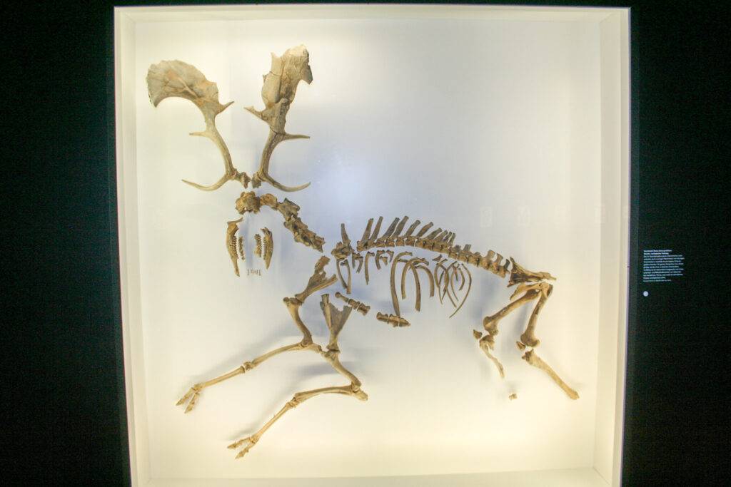 Naturkundemuseum Berlin