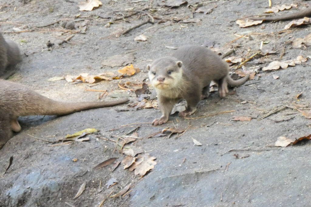Center Parcs De Kempervennen