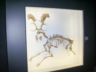 Naturkundemuseum Berlin