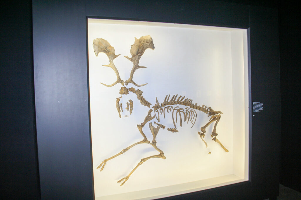 Naturkundemuseum Berlin