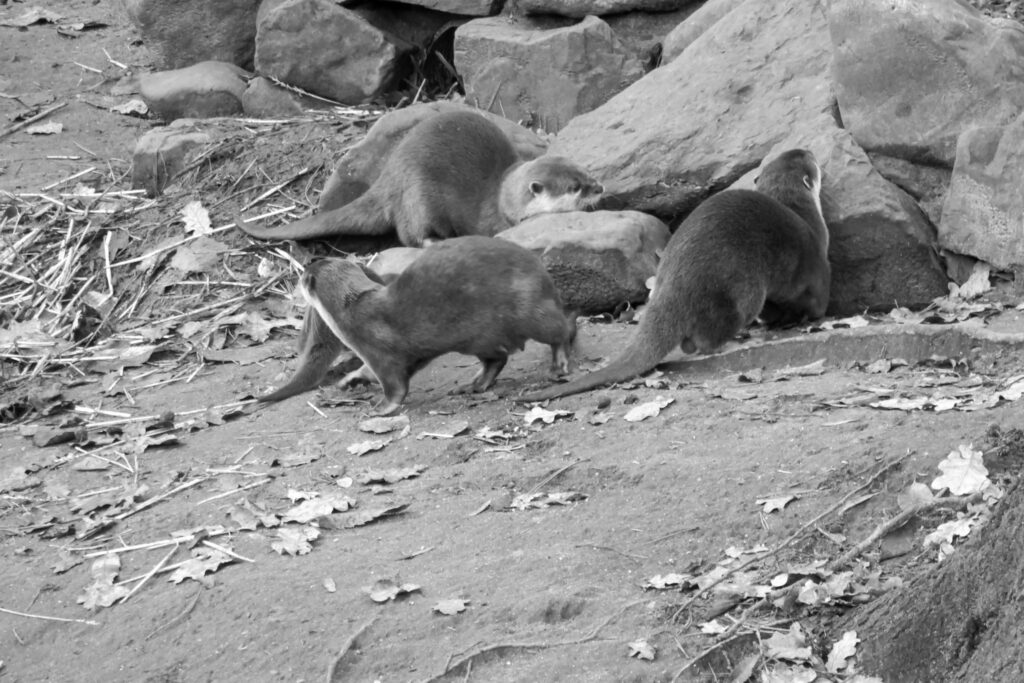 Center Parcs De Kempervennen