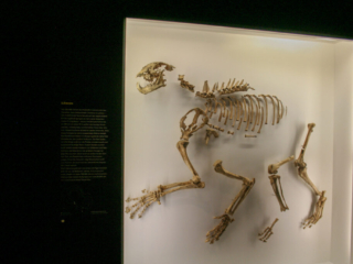 Naturkundemuseum Berlin