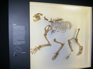 Naturkundemuseum Berlin