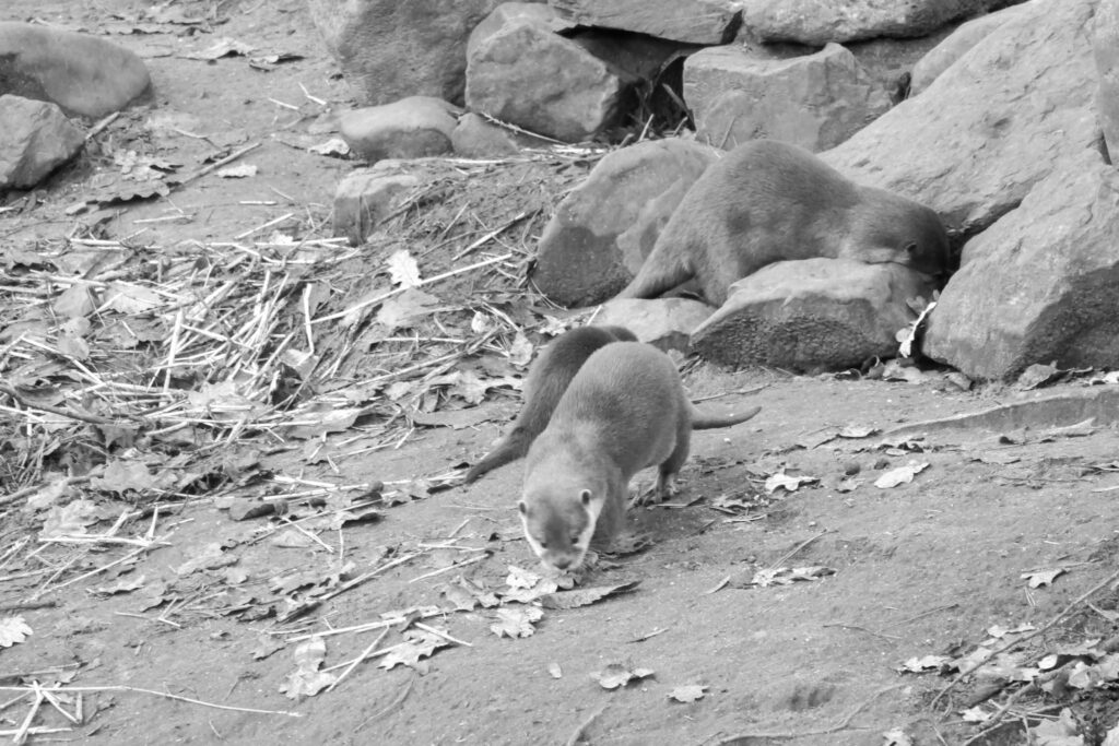 Center Parcs De Kempervennen