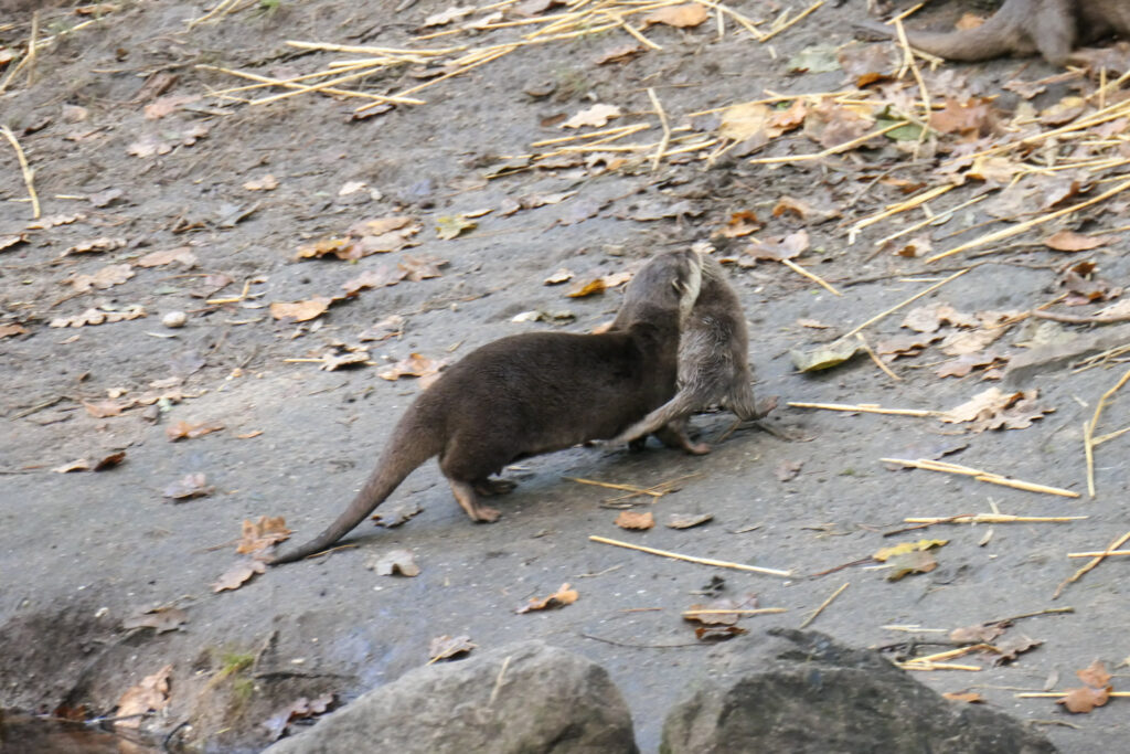 Center Parcs De Kempervennen