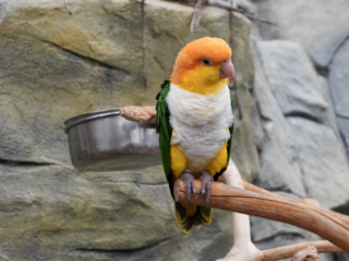 Berkenhof 's Tropical Zoo
