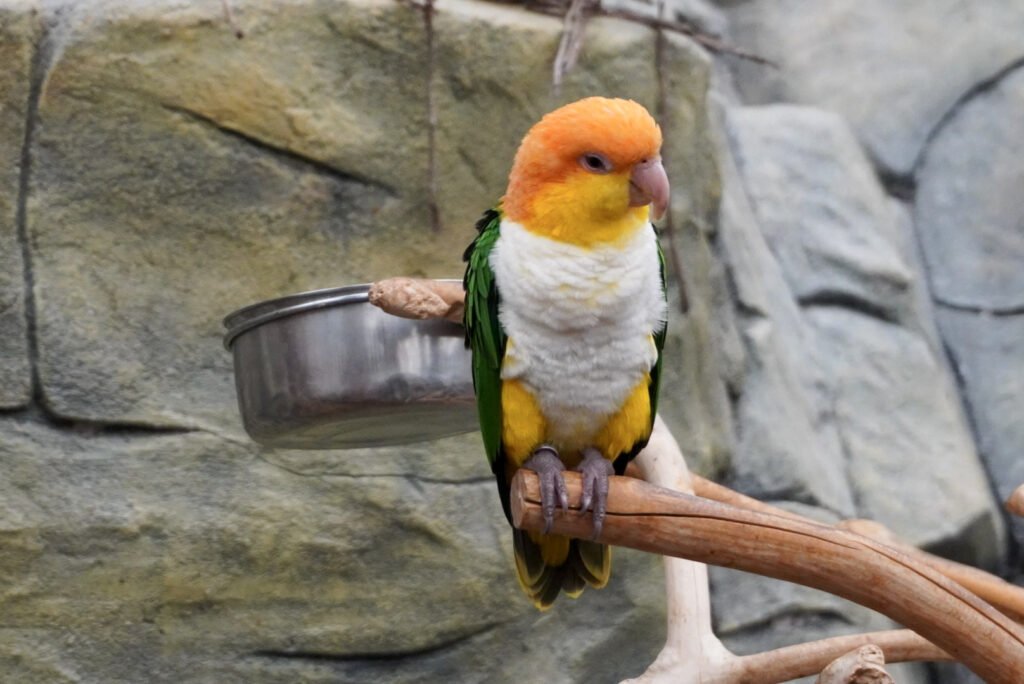 Berkenhof 's Tropical Zoo