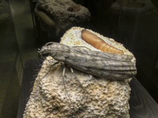 Naturkundemuseum Berlin