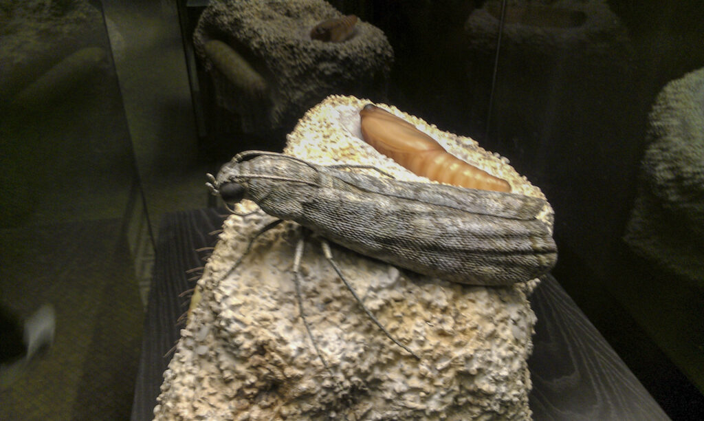 Naturkundemuseum Berlin