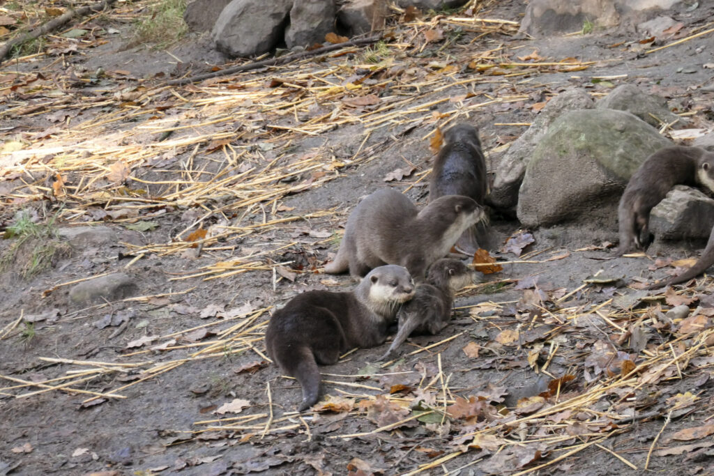 Center Parcs De Kempervennen