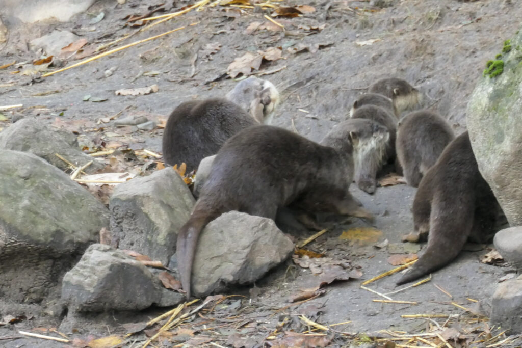 Center Parcs De Kempervennen