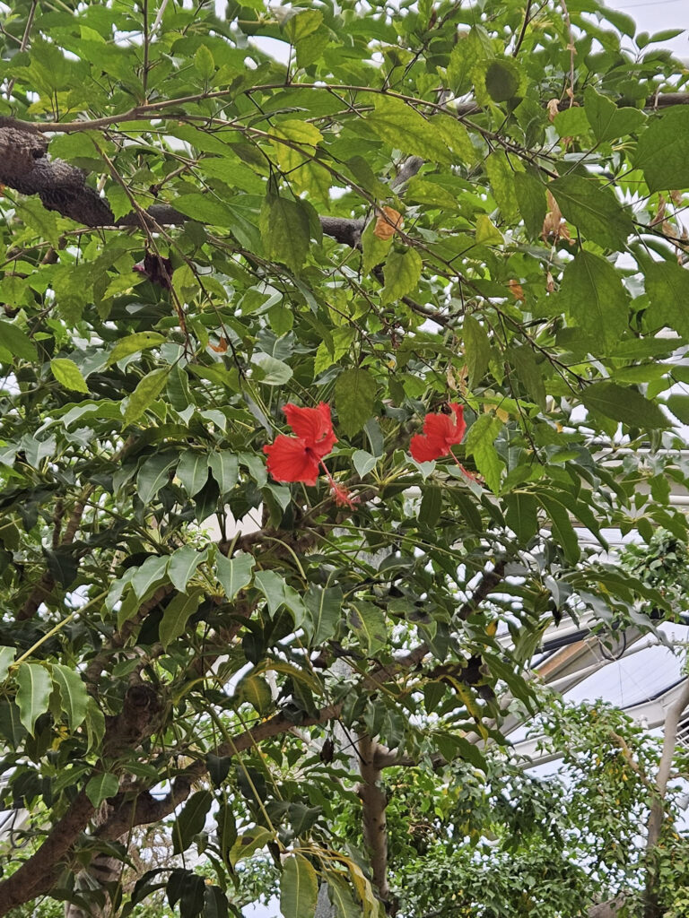 Center Parcs De Kempervennen