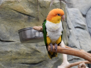 Berkenhof 's Tropical Zoo