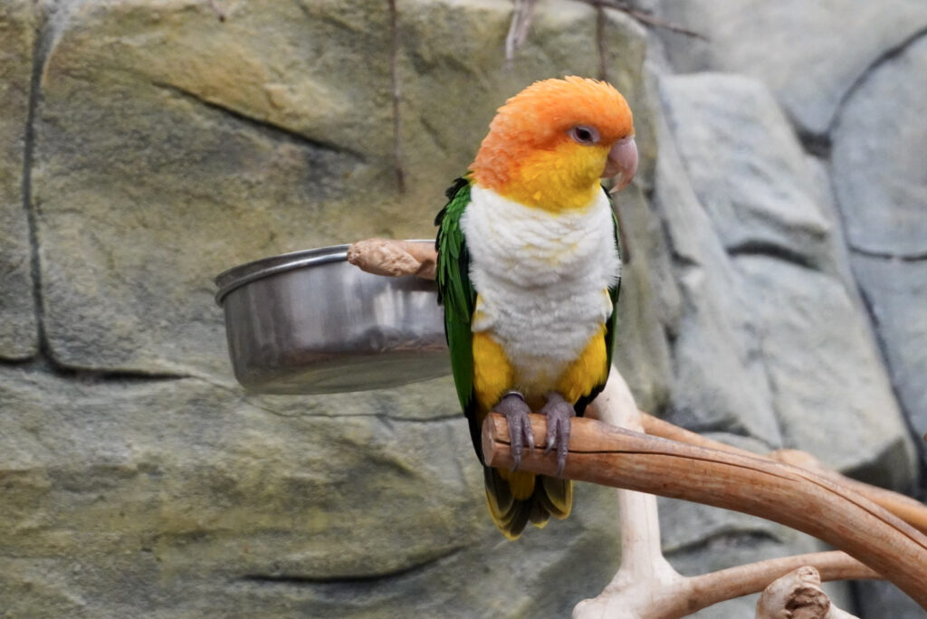Berkenhof 's Tropical Zoo