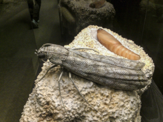 Naturkundemuseum Berlin