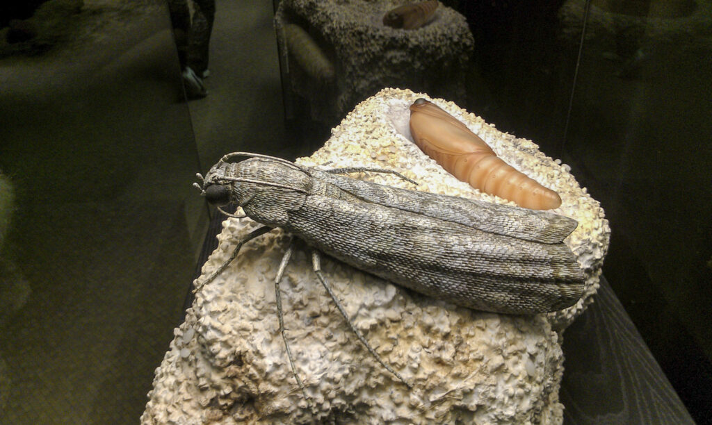 Naturkundemuseum Berlin