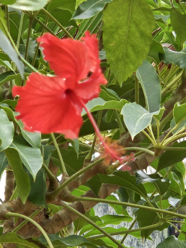 Center Parcs De Kempervennen