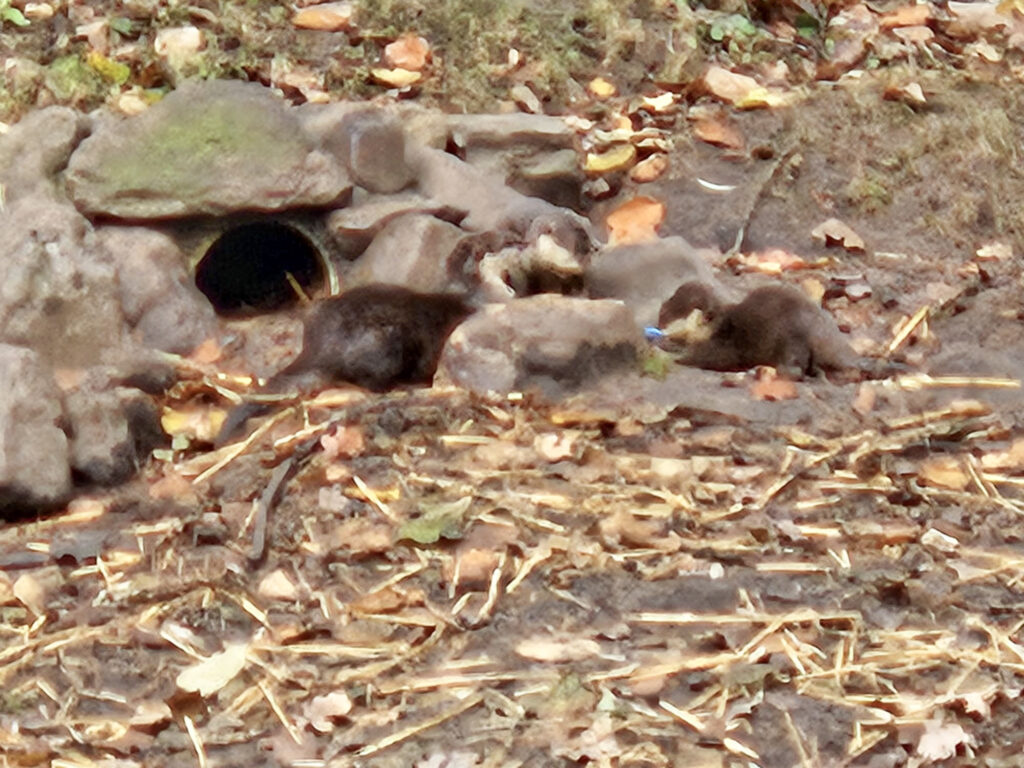 Center Parcs De Kempervennen