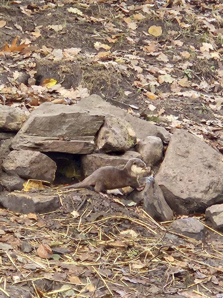 Center Parcs De Kempervennen
