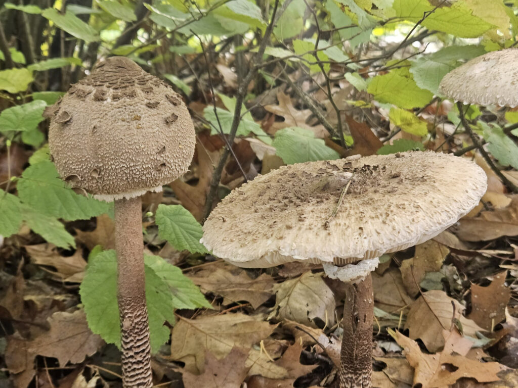 Center Parcs De Kempervennen