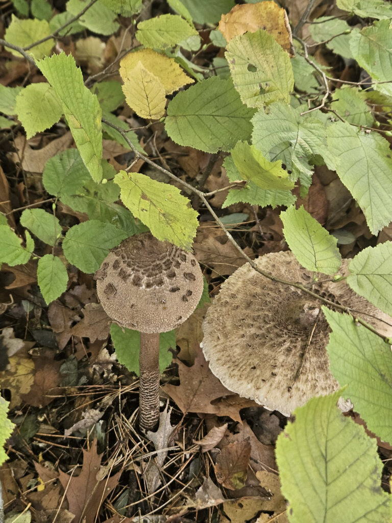 Center Parcs De Kempervennen