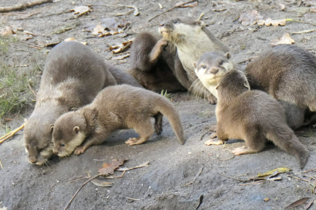 Center Parcs De Kempervennen